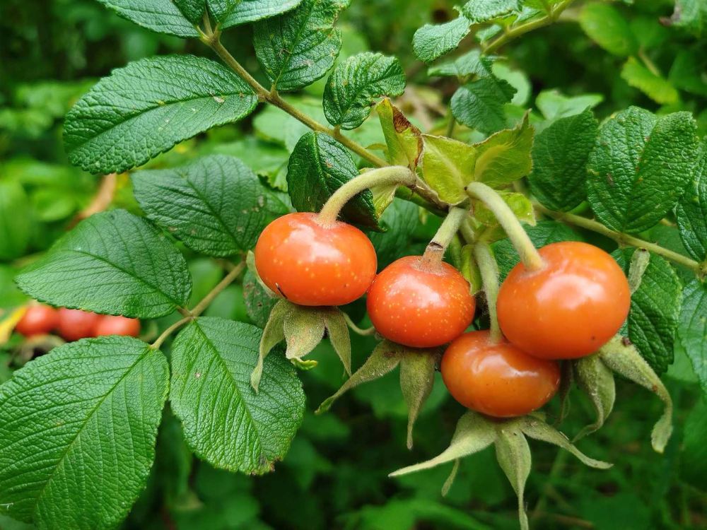 Owoce róży pomarszczonej (rosa rugosa)