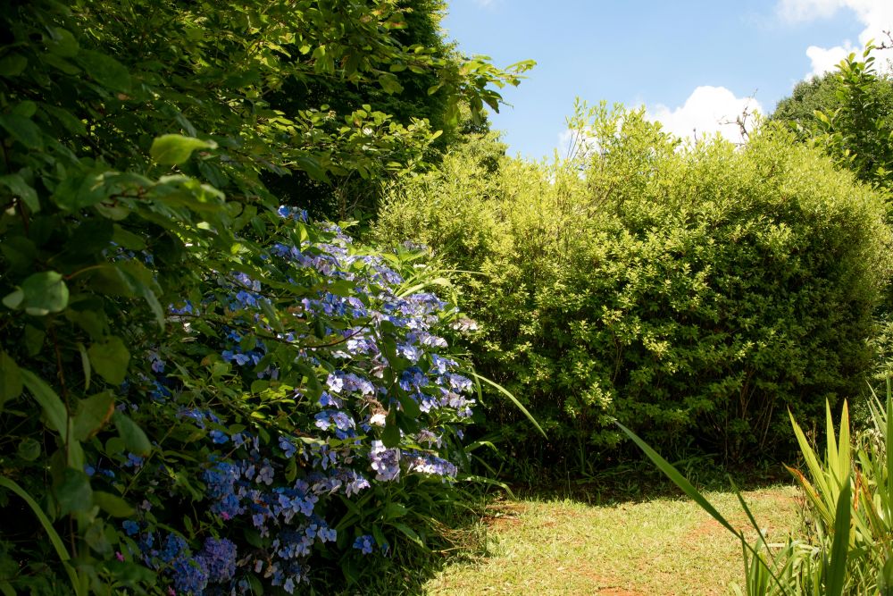 Piękny i zadbany ogród przez cały rok jak to osiągnąć
