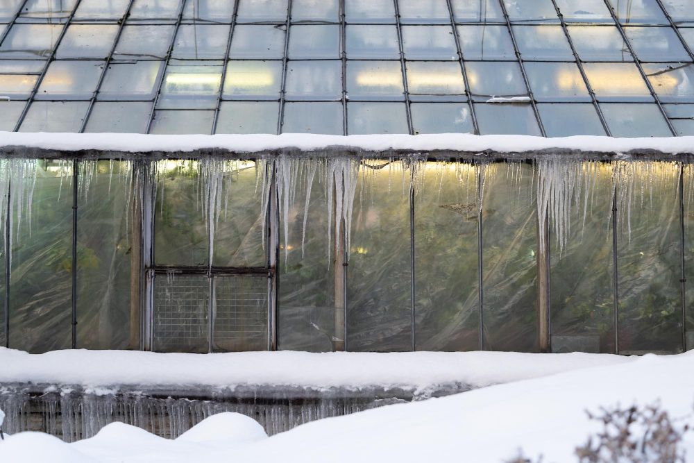 Przygotowanie szklarni do zimy