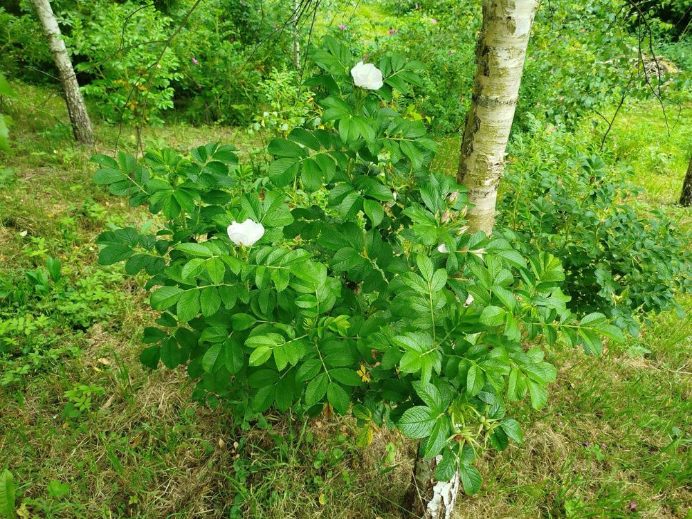 Róża pomarszczona odmiana z białymi kwiatami (rosa rugosa alba)