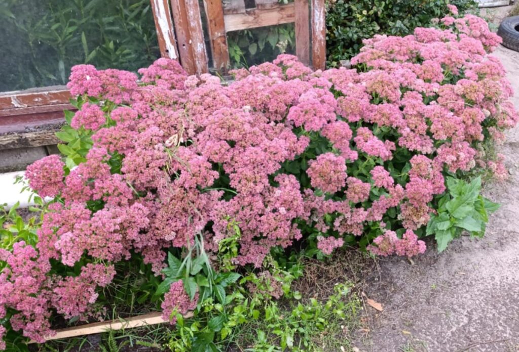 Rozchodnik bylina wieloletnia