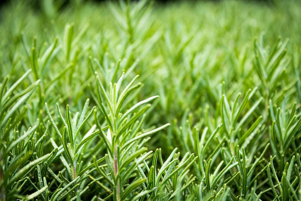 Rozmaryn uprawa w ogrodzie