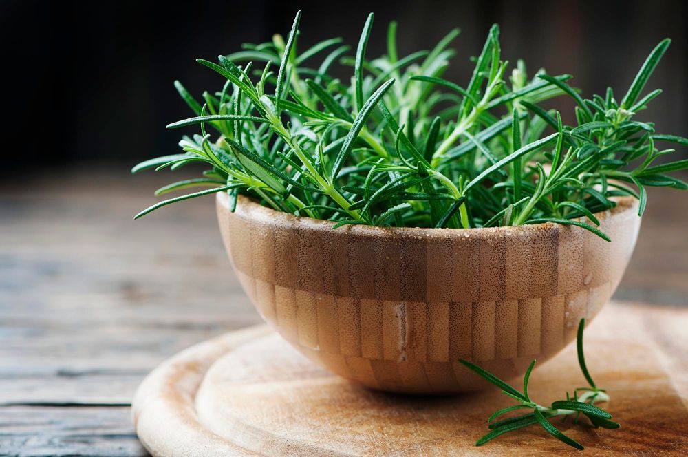 Rozmaryn właściwości