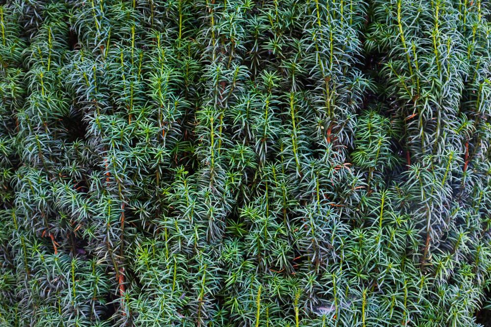 Sadzonki cisa na żywopłot