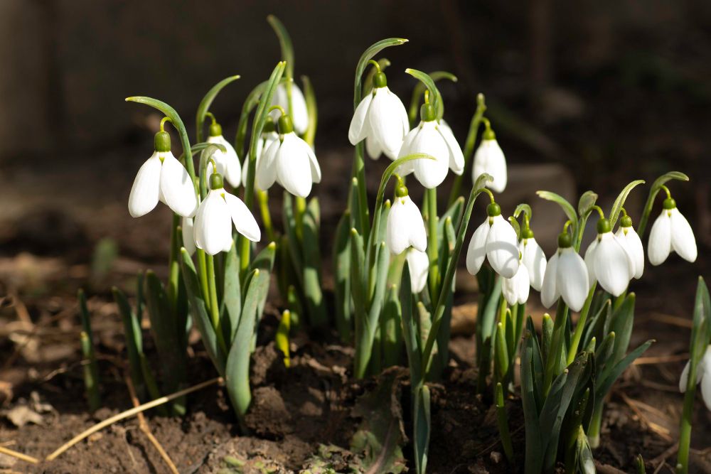 Śnieżyczka przebiśnieg kwiat cebulowy