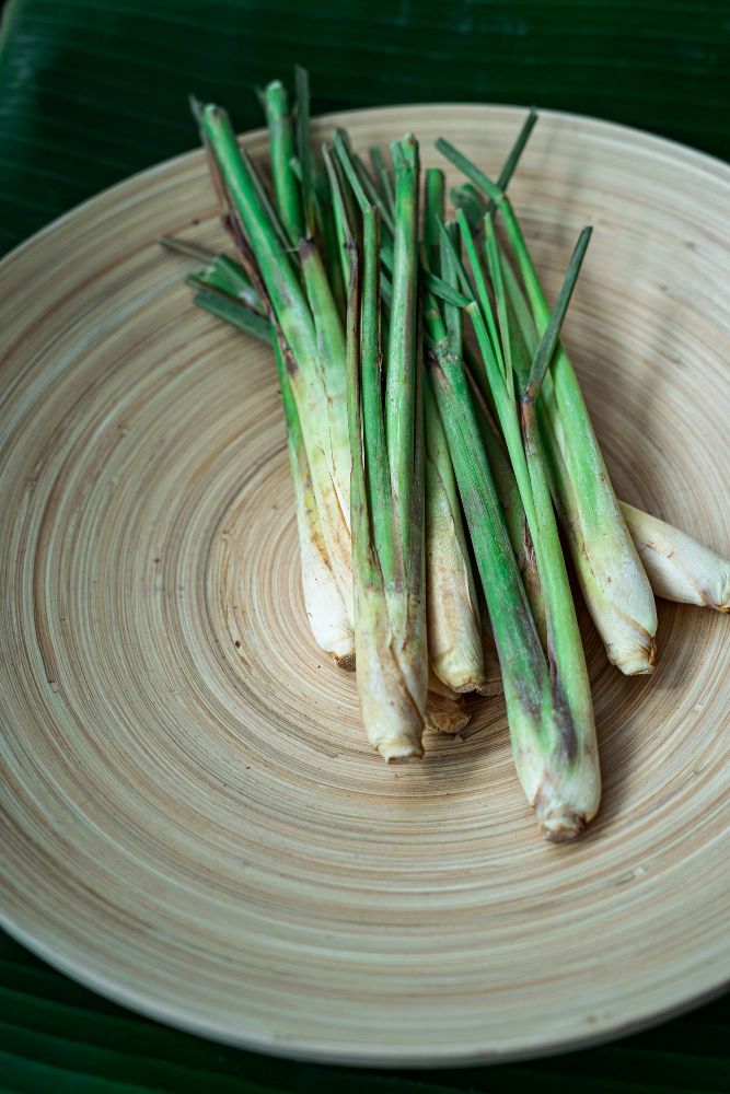 Świeża trawa cytrynowa