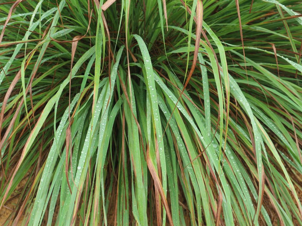 Trawa cytrynowa uprawa