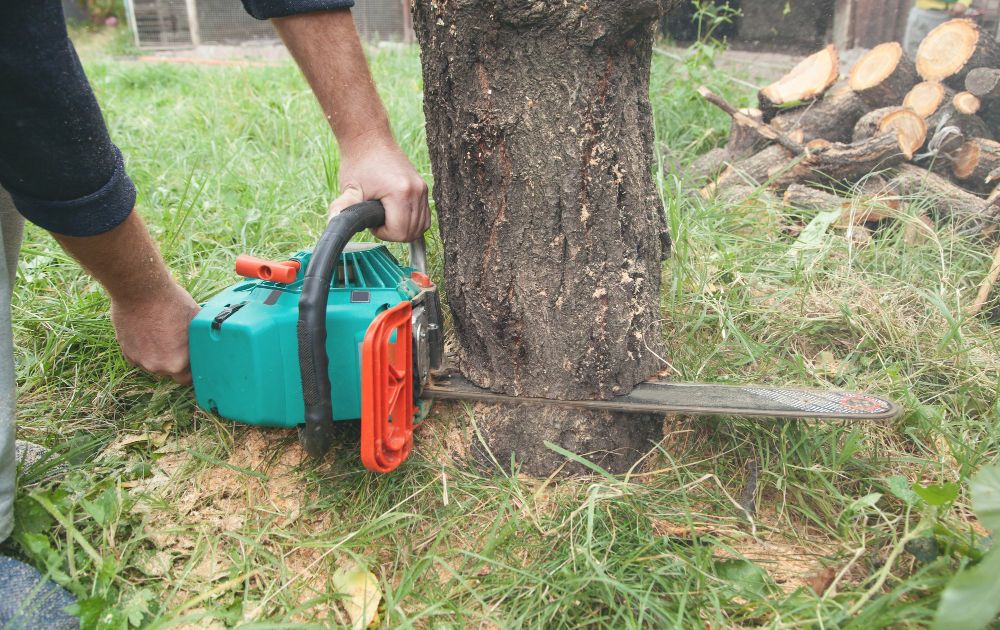 Wycinka drzew na działce - kiedy można wyciąć drzewo