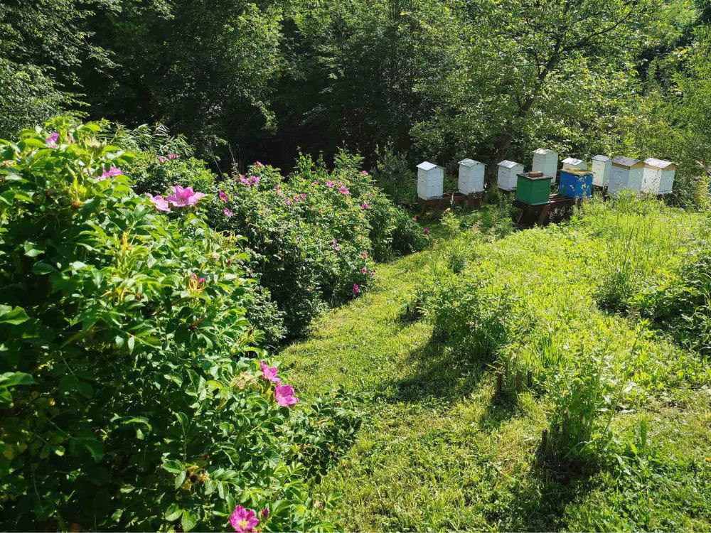 Żywopłot z róży pomarszczonej (rosa rugosa)