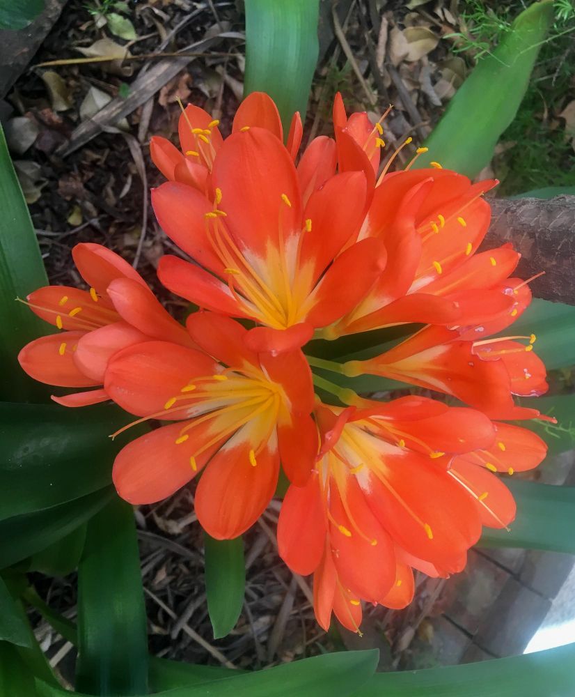Clivia miniata