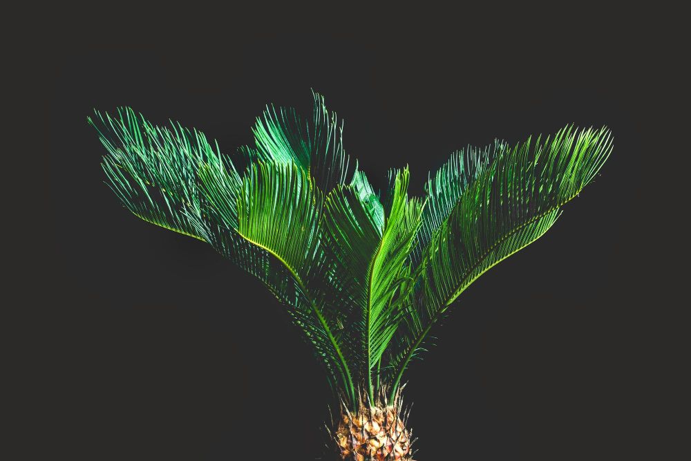 Cykas sagowiec odwinięty