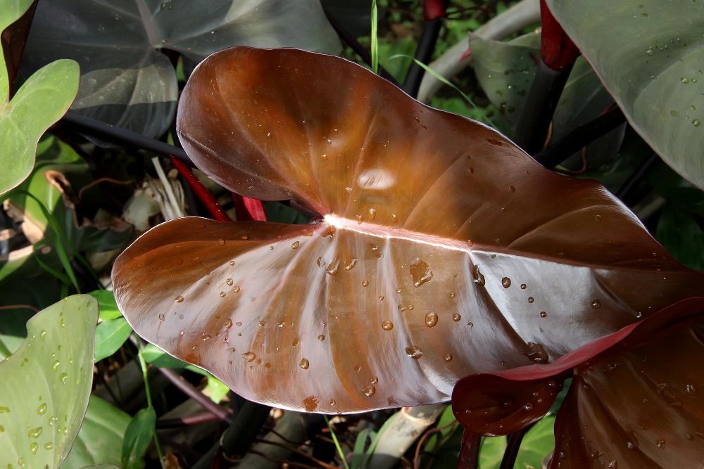 Czerwony filodendron