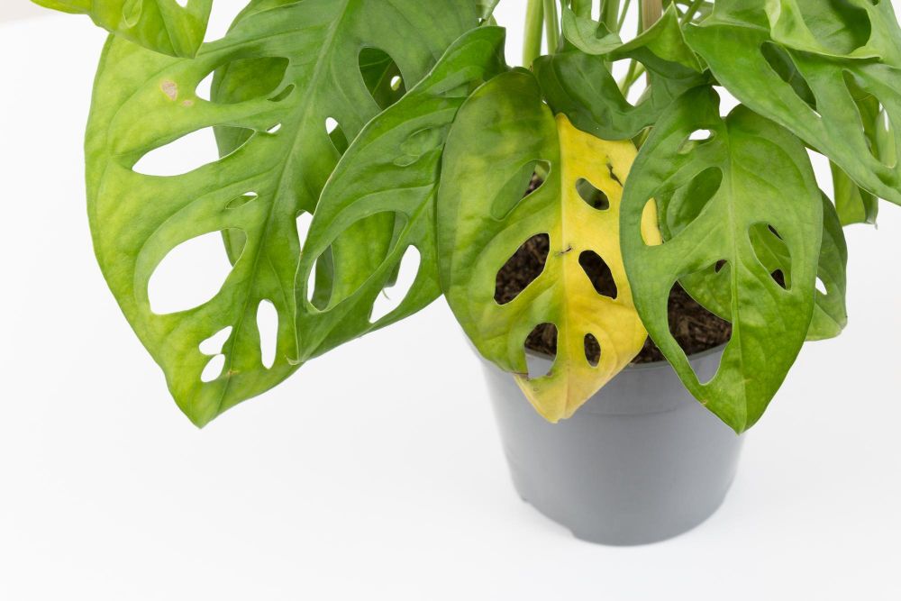 Dlaczego monstera żółknie