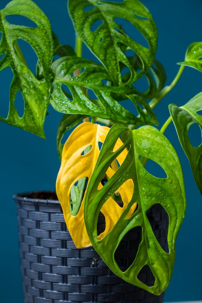 Dlaczego monsterze żółkną liście