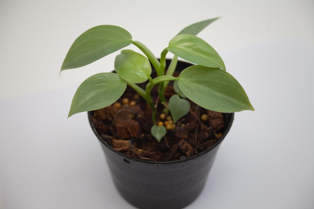 Filodendron pielęgnacja