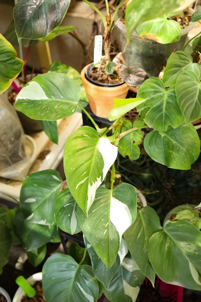 Filodendron white queen