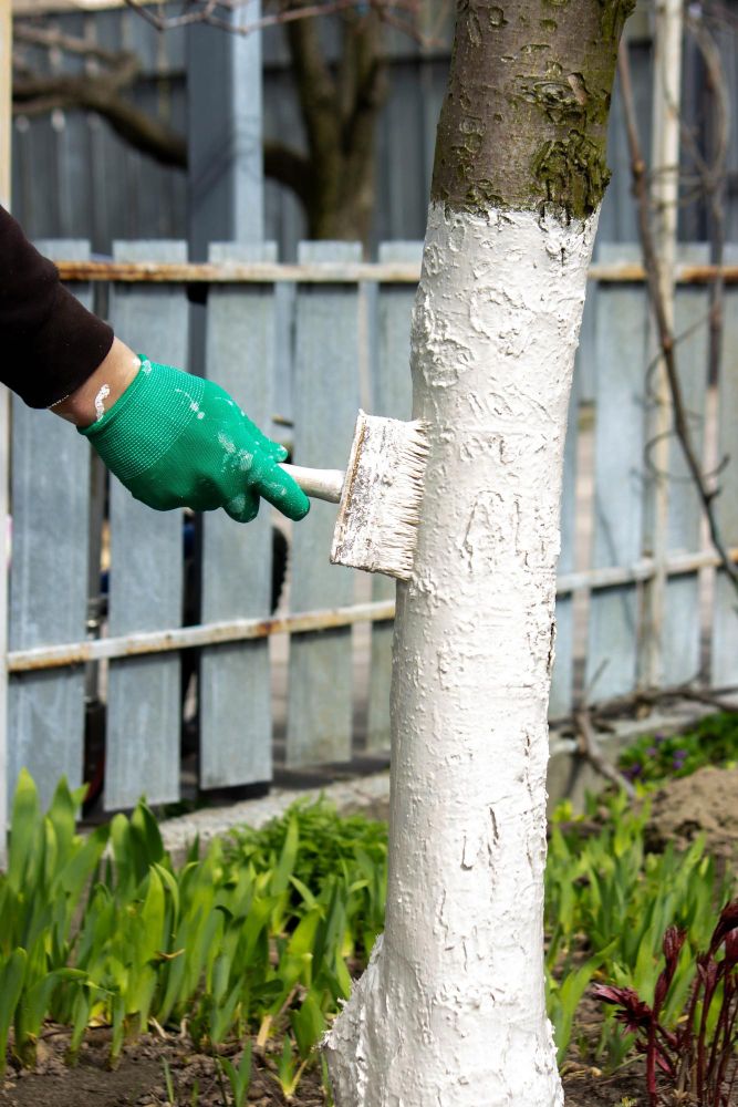 Jak bielić drzewa owocowe