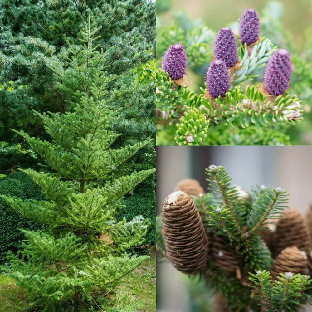 Jakie rośliny pozostają zielone cały rok