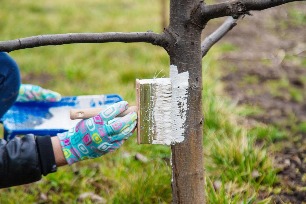 Kiedy bielić drzewa owocowe