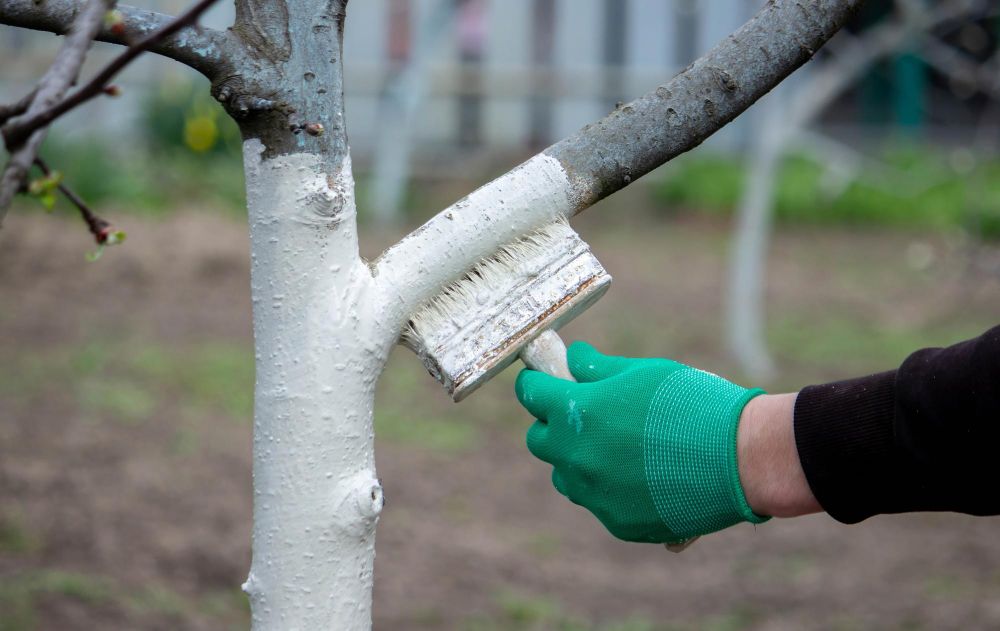 Kiedy bielić drzewa