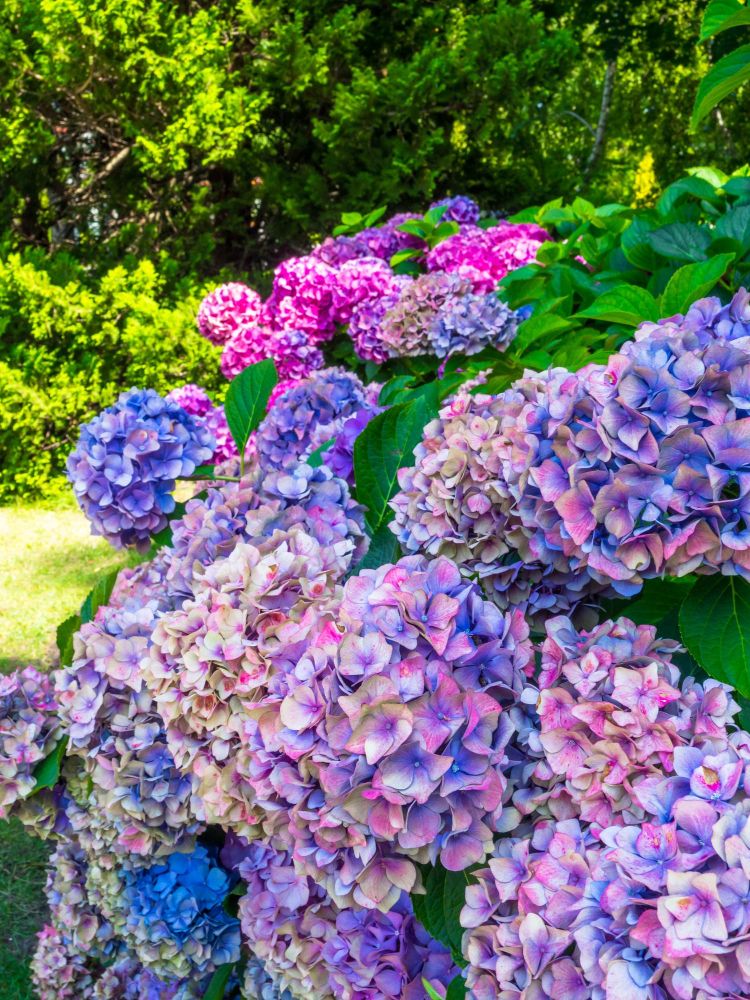 Kiedy sadzić hortensje do gruntu