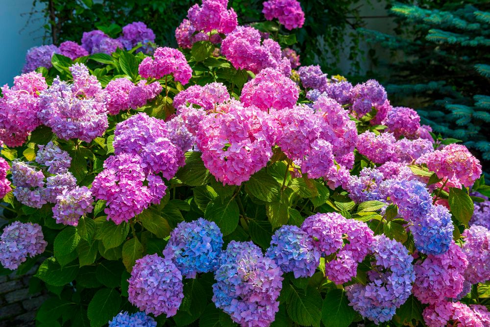 Kiedy sadzić hortensje w ogrodzie