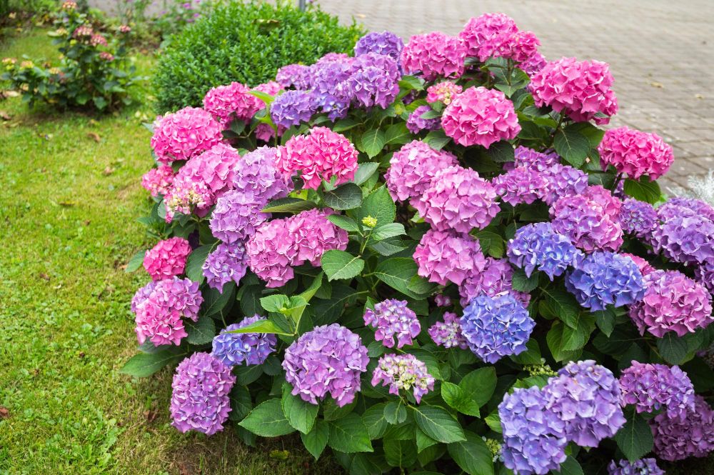 Kiedy sadzić hortensje