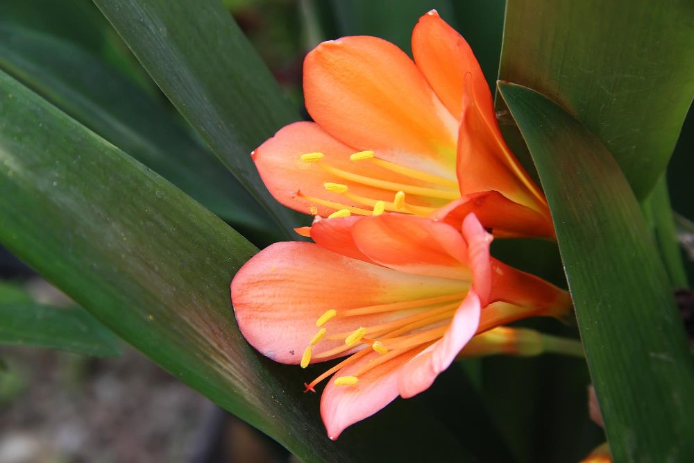 Kliwia pomarańczowa cena