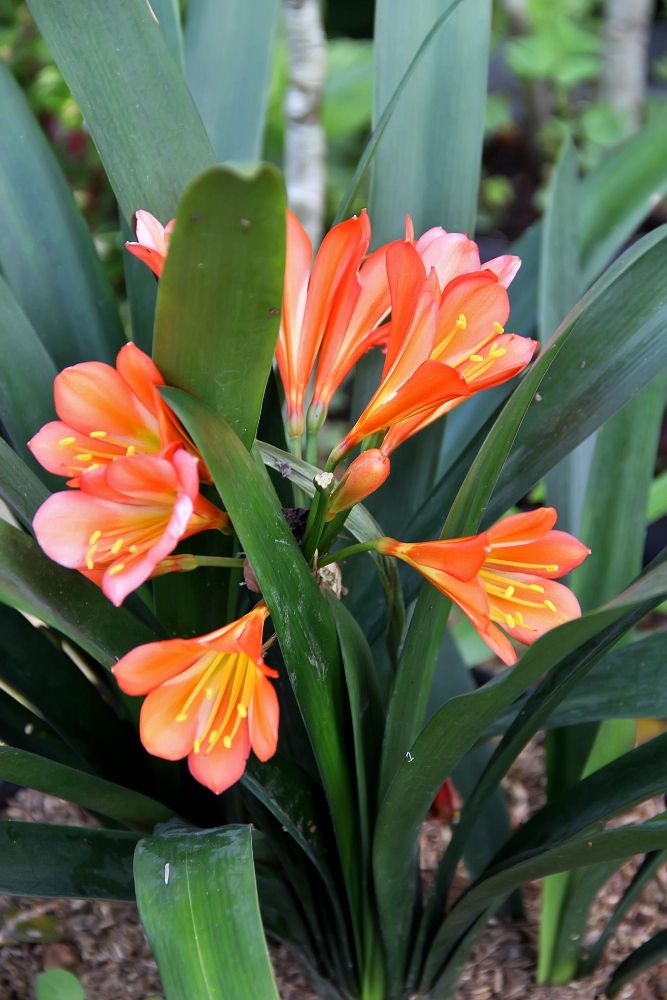 Kliwia pomarańczowa