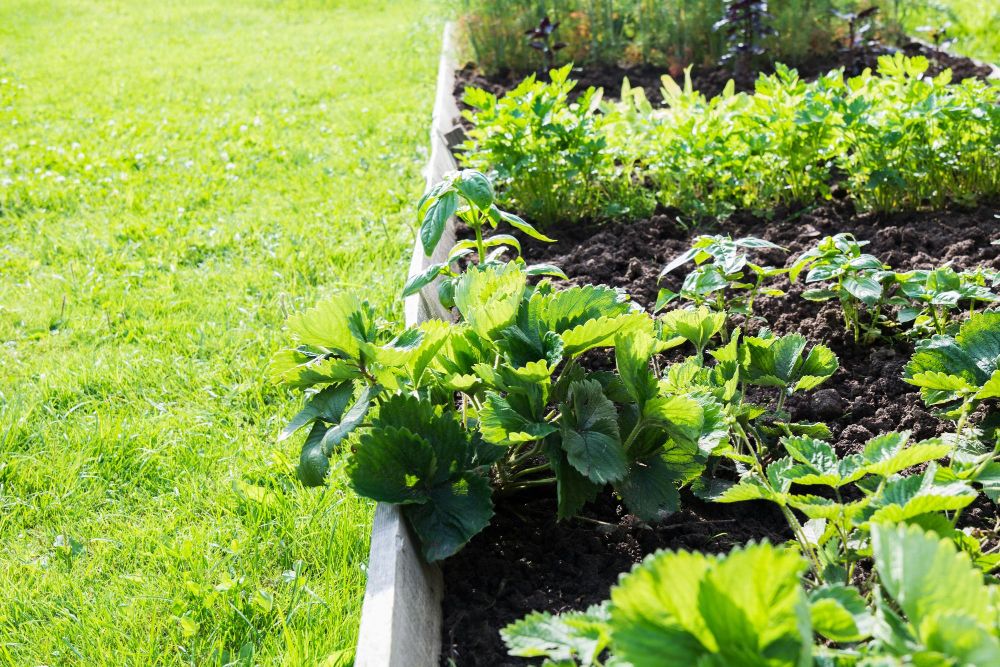 Pomysły na ogród warzywny