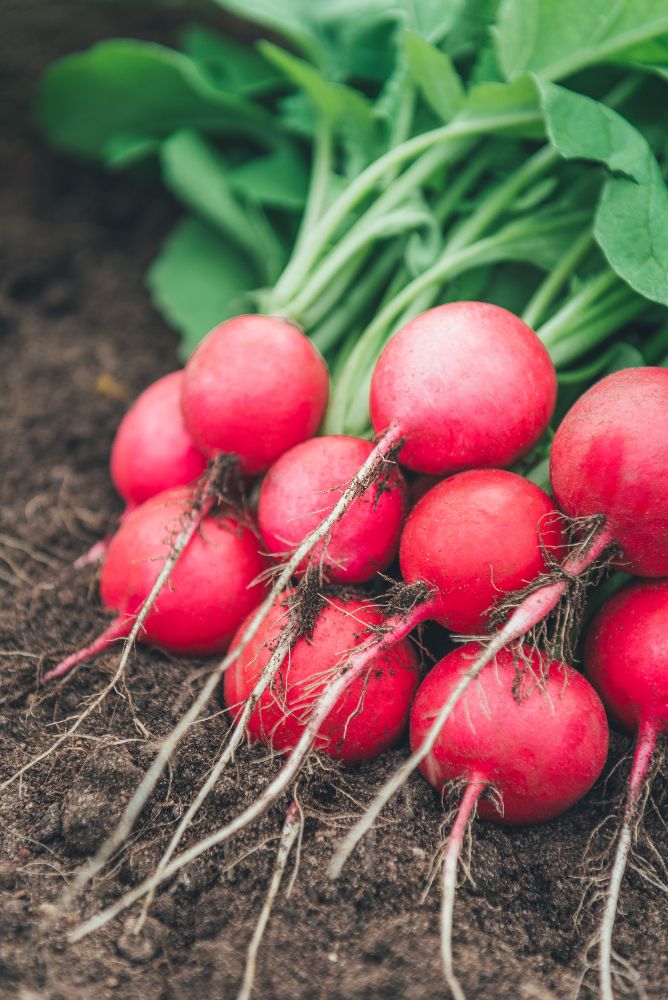 Rzodkiewki kiedy siać