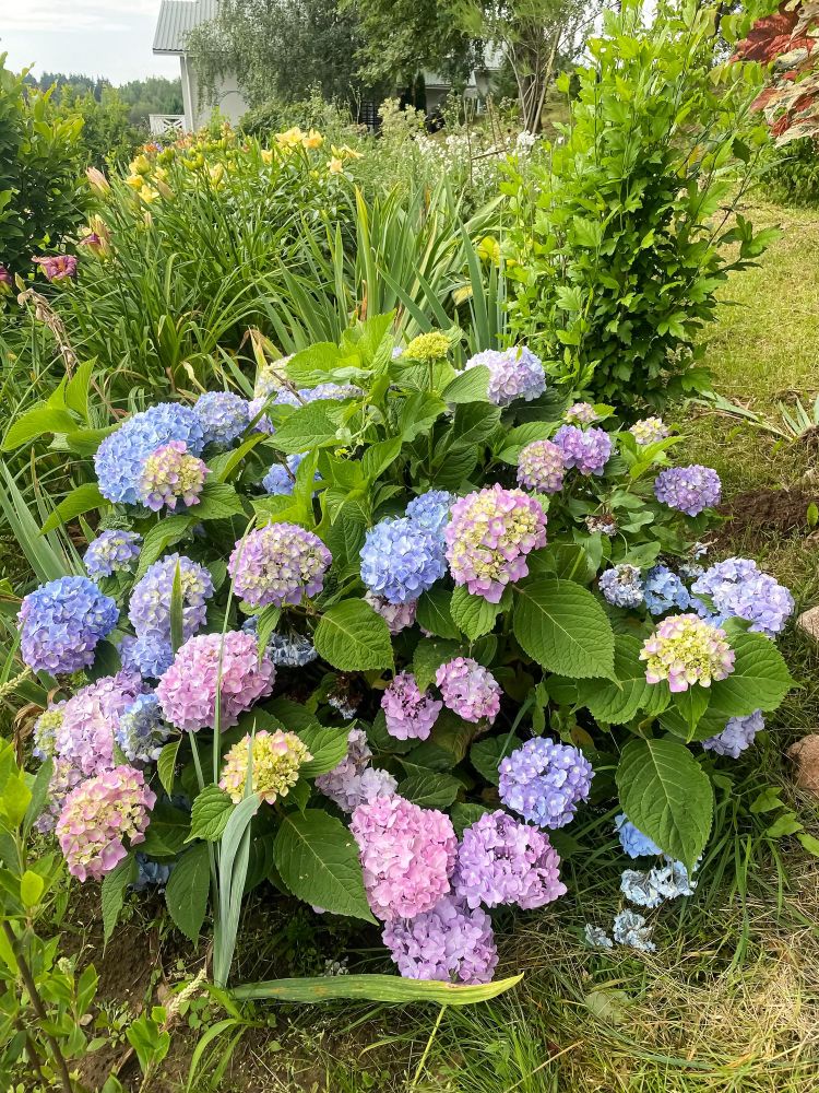 Sadzenie hortensji w ogrodzie