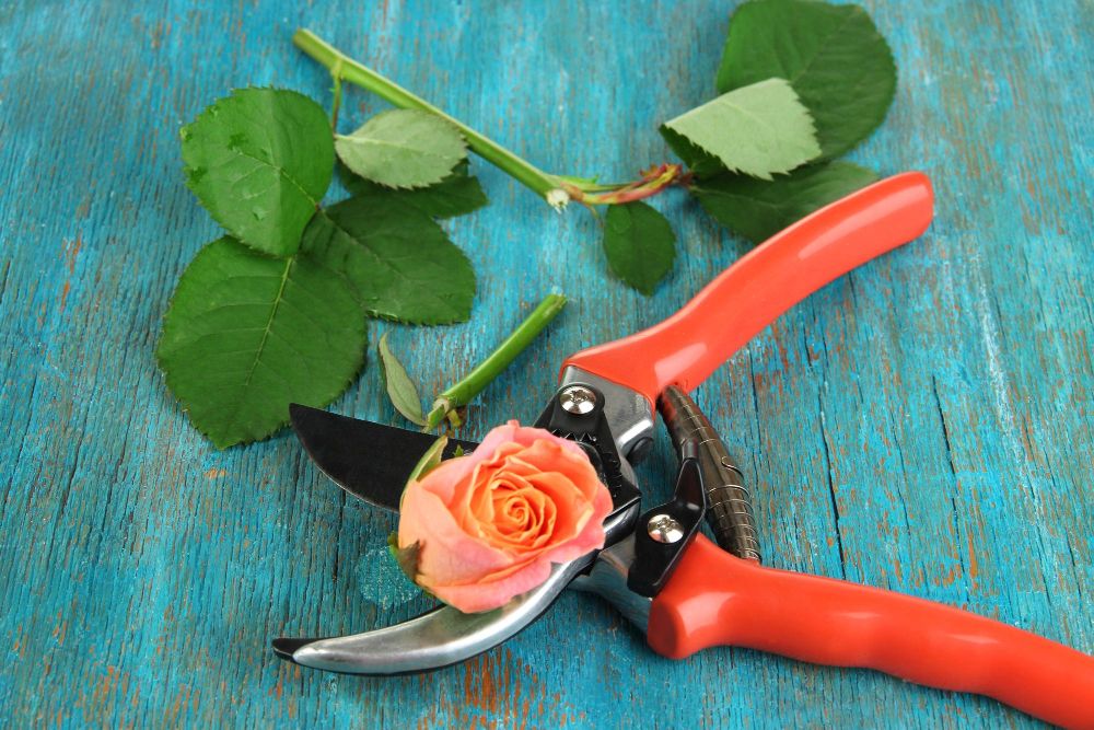 Sekator florystyczny