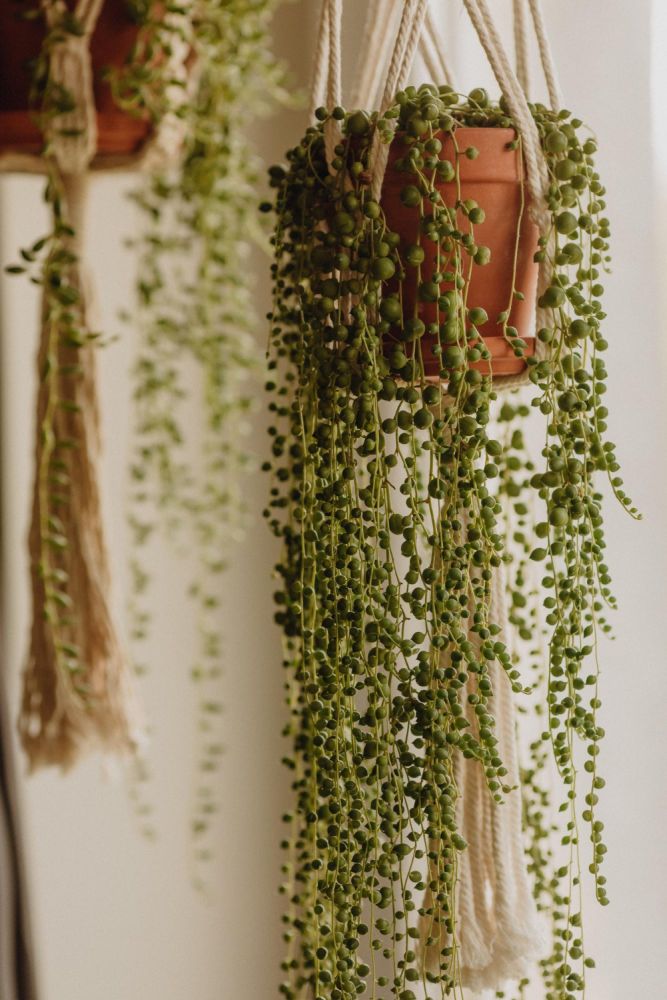 Starzec Rowleya kwitnienie