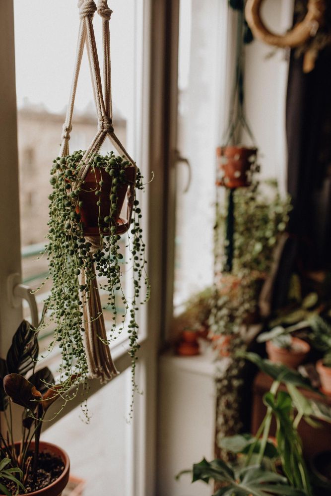 Starzec Rowleya sznur pereł