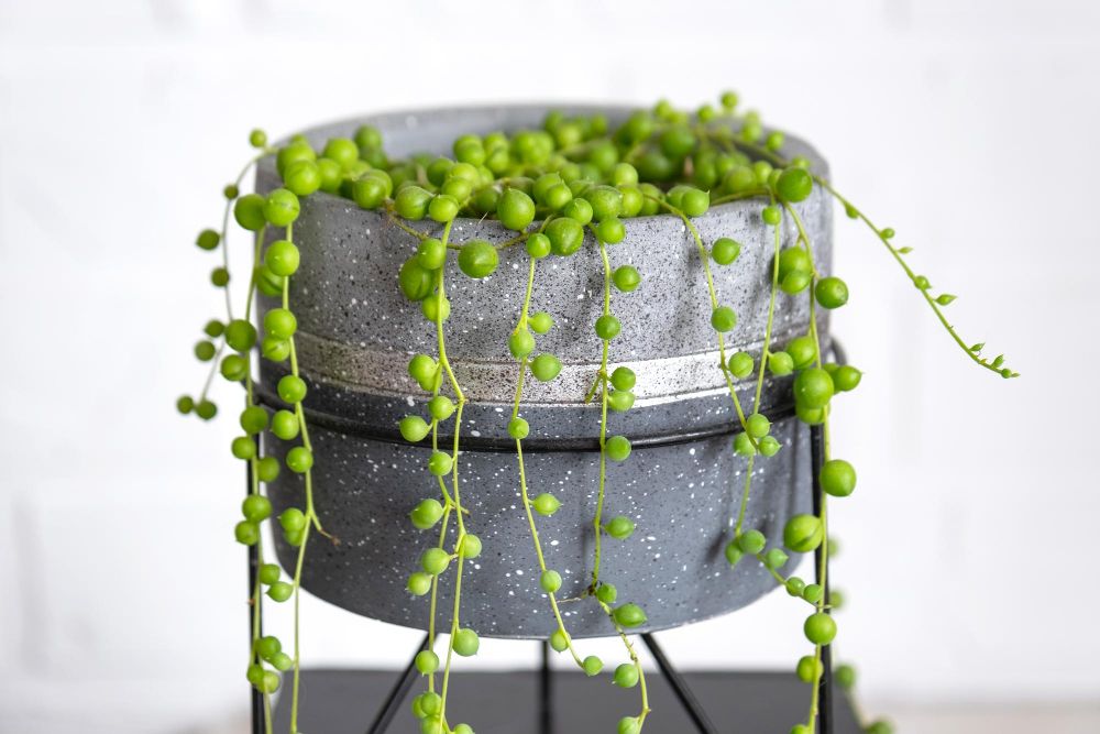 Starzec Rowleya wymagania