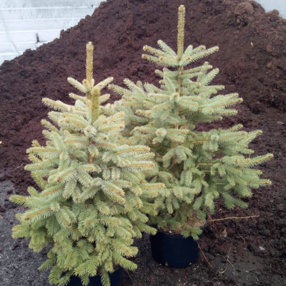 Świerk kłujący picea pungens