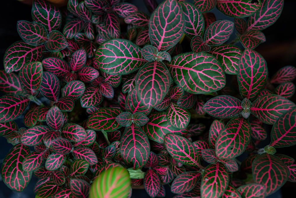 Fitonia różowa