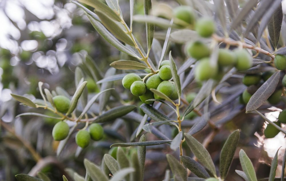 Jak rosną oliwki