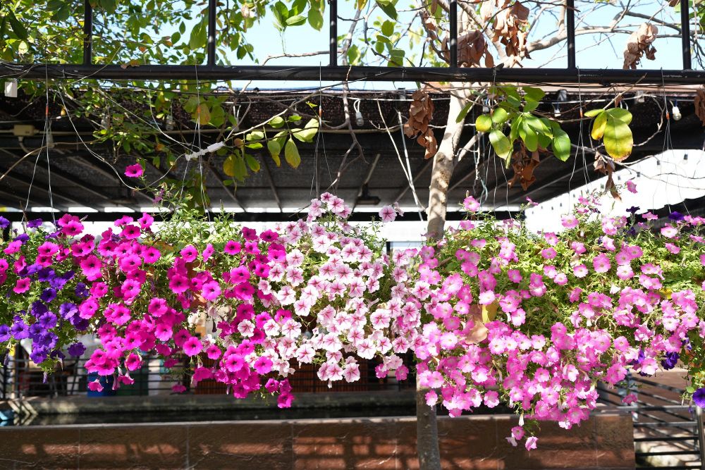 Jakie kwiaty na słoneczny balkon
