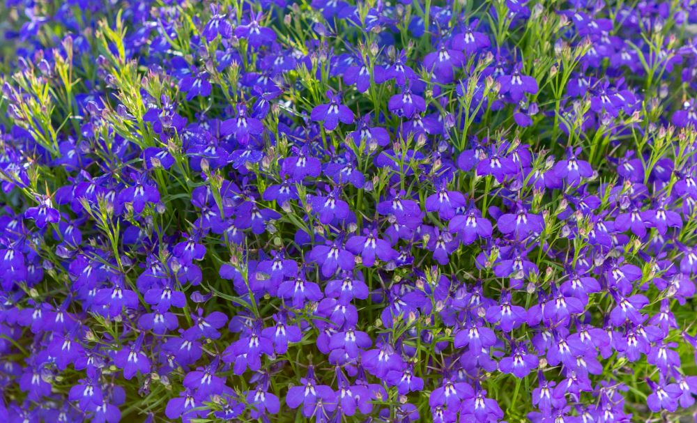 Lobelia