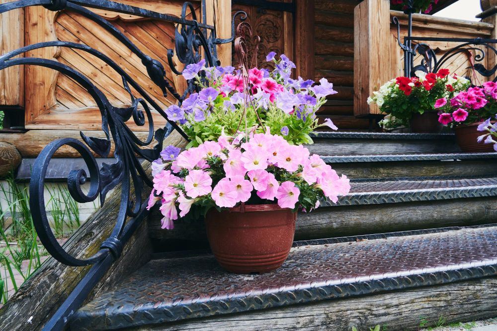 Rośliny przed wejściem do domu