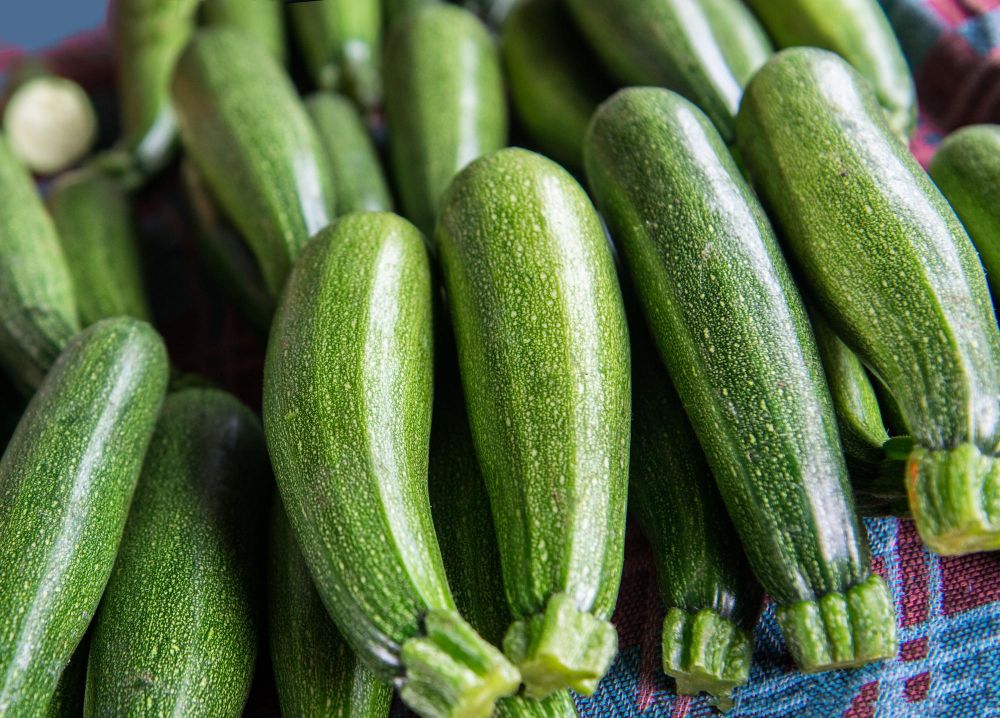 Cukinia uprawa w gruncie