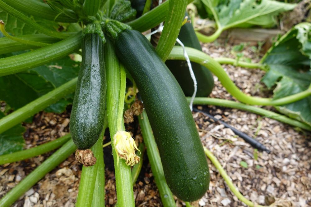 Cukinia uprawa