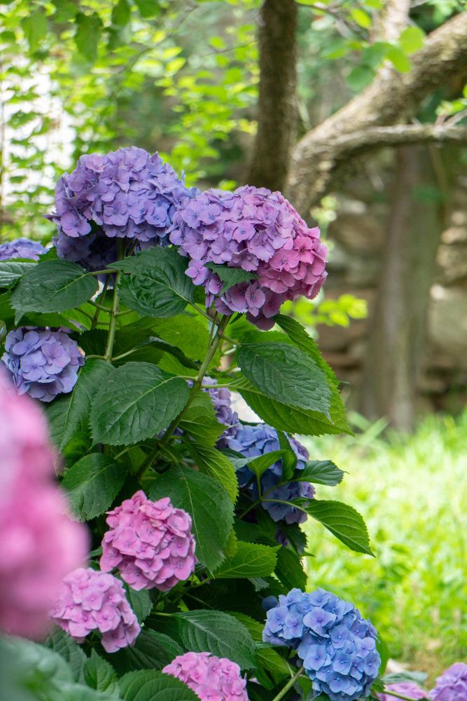 Dlaczego hortensja nie kwitnie