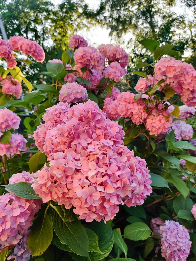 Dlaczego hortensja nie ma kwiatów