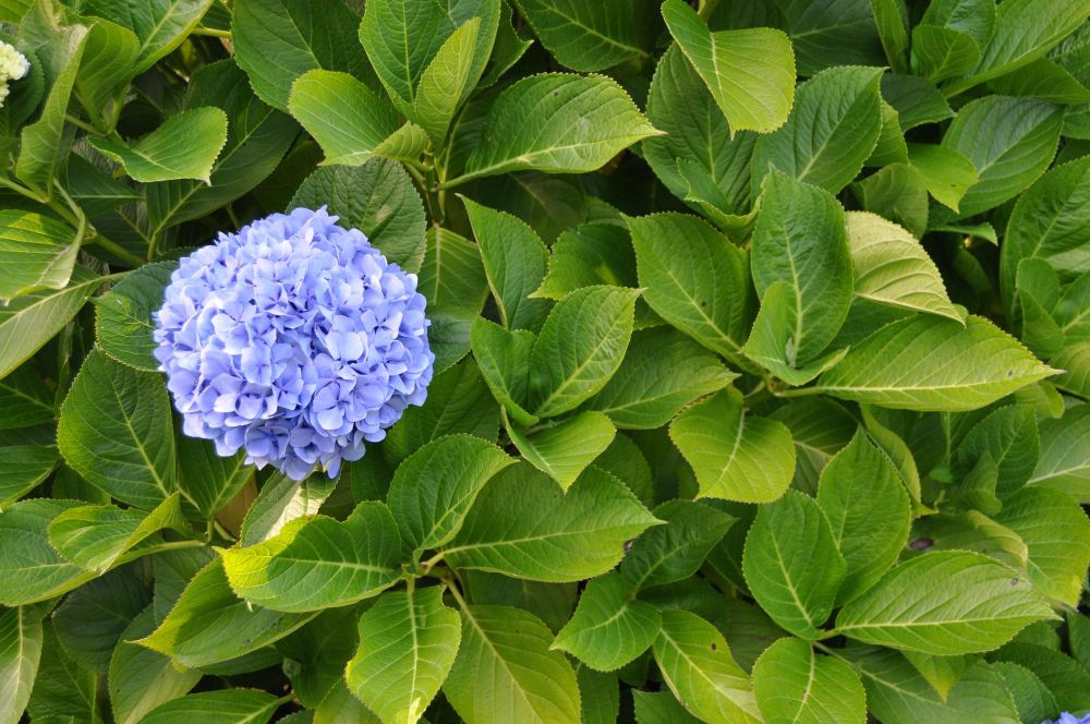 Dlaczego hortensje nie kwitną