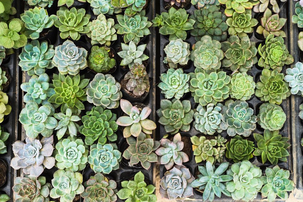 Eszeweria rozmnażanie