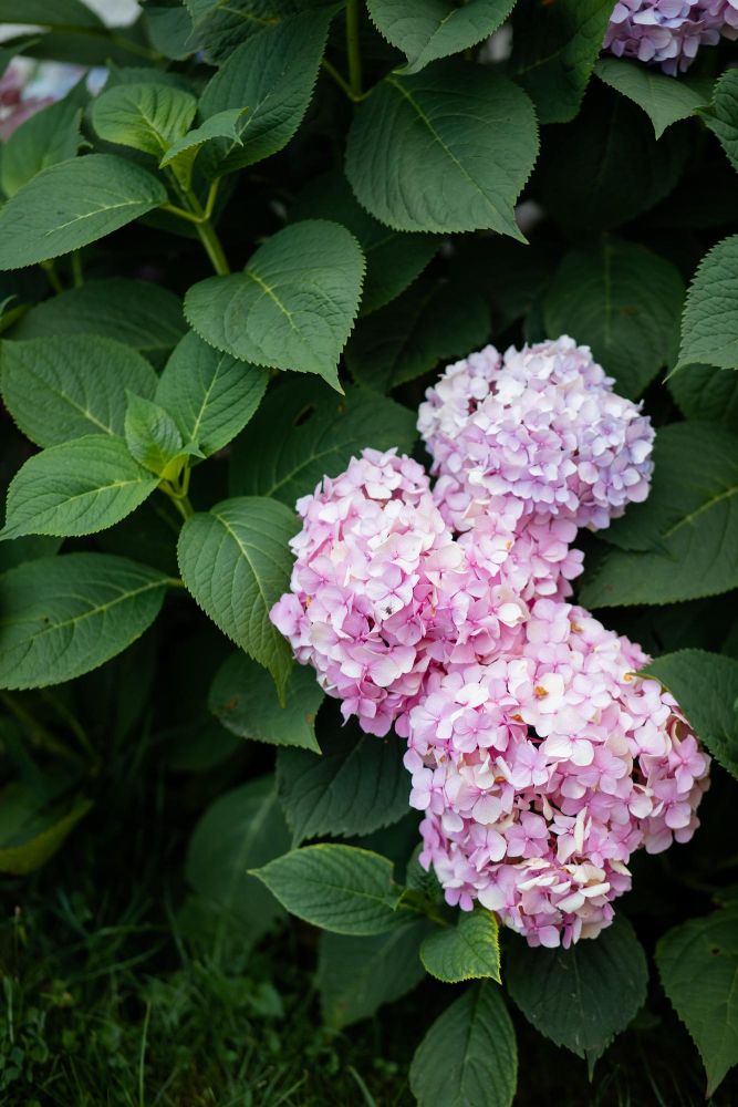 Hortensja nie kwitnie