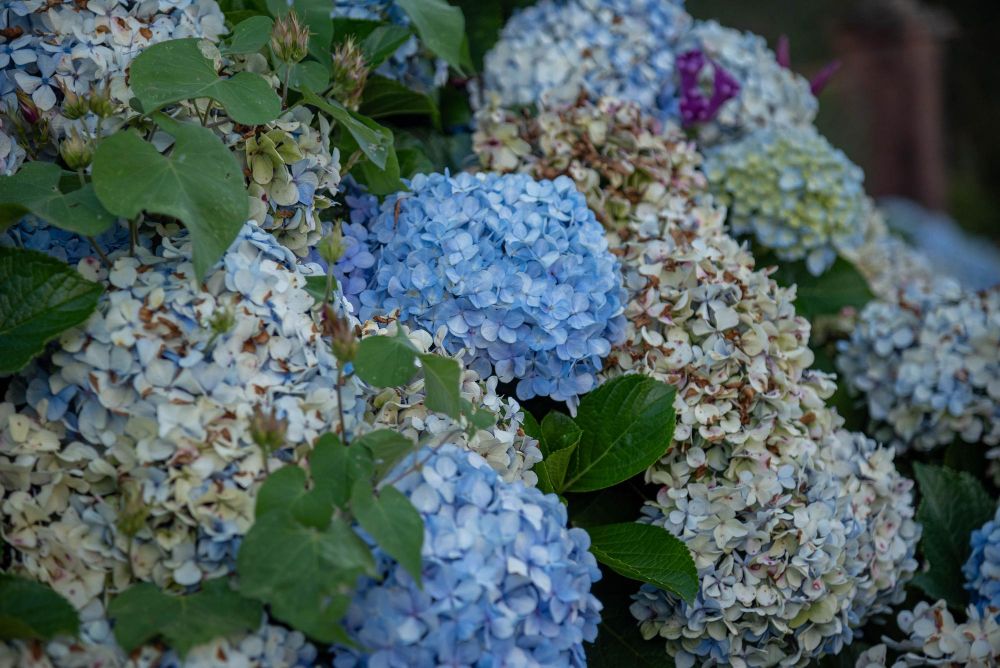 Hortensja nie ma kwiatów